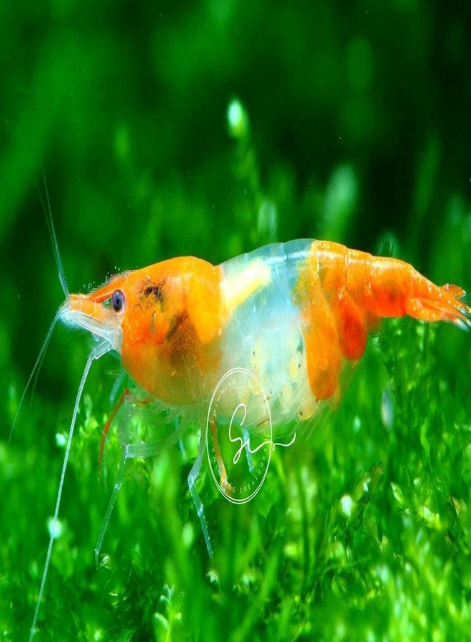روبيان نيوكاريدينا الممتاز من Swimming Creatures™ - مزيج لوني ثنائي ممتع لحوض أسماك نابض بالحياة (5 روبيان أحمر، 5 روبيان برتقالي) - Image 2